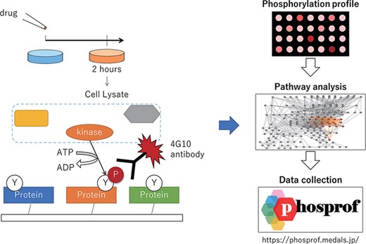 Scheme of the data collection and analysis for Phosprof. (Left) A drug from the Selleck L2400 Library was added to the cell culture media 2 h prior to the harvest of the cell lysate, which was then applied to a protein array with ATP. The tyrosine residues of the proteins on the array are phosphorylated by the cell lysate and detected using 4G10 antibody. (Right) The resultant ‘phosphorylation profiles’ were then analyzed to identify the significant pathways. The collected data can be browsed using various pathway analysis tools.