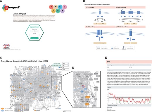 ‘Signature Protein’ section. (A) Phosprof top page. Proteins with significant change in phosphorylation level can be browsed by choosing the tested cell type (MCF7 or K562) and treated drug. (B) Signature proteins are highlighted on a pathway map. The 376 analyzed pathways were divided into four functional groups (g1: RTK pathway; g2: Wnt–Hh pathway; g3: GPCR pathway and g4: Cell Death pathway), according to the Reactome classification. (C) Signature proteins of K562 cells under treatment with the SRC inhibitor bosutinib. Data type (Std: standardized data or Raw: raw data), analysis type (RP: rank products or Pearson) and thresholds (Top 50/100/150/200 or P-value) can be selected. (D) Enlarged view after searching for SRC on the pathway map. (E) The nodes of the pathway map are linked to the ‘details of the protein’ page. Detailed information includes the gene symbols, amino acid sequences and the disorder scores. This page is also connected to the PDB web site and the protein tertiary structures.
