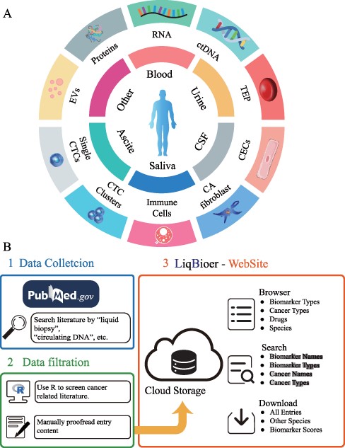 Construction of LiqBioer. (A) Biomarkers in body fluids, such as blood, urine, CSF, saliva and ascites. EVs, proteins, circulating cell-free RNA (non-coding and messenger RNA), ctDNA, TEPs, the tumor cell fraction with CTCs and the non-tumor cell fraction (immune cells, CECs or CA fibroblasts) can be detected in the different body fluids. CSF, cerebrospinal fluid; EV, extracellular vesicle; CA fibroblast, cancer-associated fibroblast; CEC, circulating endothelial cell; TEP, tumor-educated platelet. (B) Process of data collection, filtering and website structure. 1: Data collection. 2: Data filtration. 3: Structure of website.