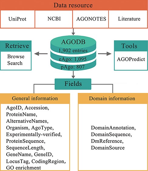 Architecture of AGODB. AGODB consists of 1902 entries, including 1095 eAgo proteins and 807 pAgo proteins. The relevant information of each entry in AGODB was collected from UniProt, NCBI, AGONOTES and published articles. The development of AGODB includes the design of fields, the development of the retrieval system and the integration of tool(s).