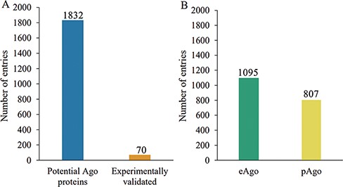 Schematic of Ago protein entries at various categories in the AGODB database. (A) Number of potential and experimentally validated Ago proteins. (B) Number of eAgo and pAgo proteins.