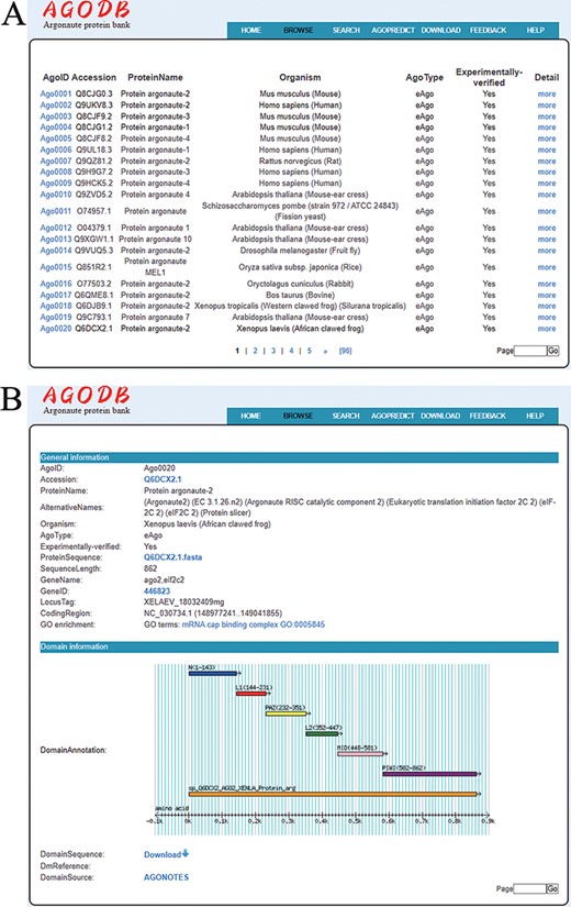 Browsing page of AGODB. (A) A brief browsing table displays fields, including AgoID, Accession, ProteinName, Organism, AgoType, Experimentally verified and links directing to the ‘Detail’ page. (B) The ‘Detail’ page shows detailed descriptions of each Ago protein.