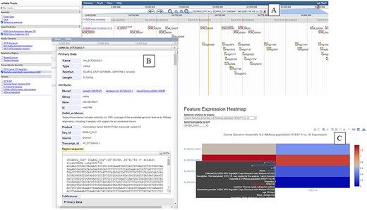 The ‘JBrowse’ tool available at CarrotOmics. (A) ‘JBrowse’ console with gene annotation tracks displayed. (B) Information about selected gene. (C) Heatmap display from transcriptome studies available from ‘Expression Heatmap’ tool.