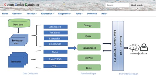Summary of COTTONOMICS data collection and construction. COTTONOMICS is an easily accessible web database that integrates 32.5 TB of omics data including seven assembled genomes, resequencing data from 1180 allotetraploid cotton accessions and multi-omics data; detailed data information is found in Table 1