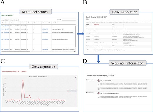 Genome annotation query interface. (A) Multi-loci query interface. (B) COTTONOMICS returns detailed information regarding the functional annotation, location, etc. (C) Expression of the query gene; the interface use dot plots to indicate the expression level of the query gene in different tissues. (D) Sequence information of gene locus GH_D12G1827.