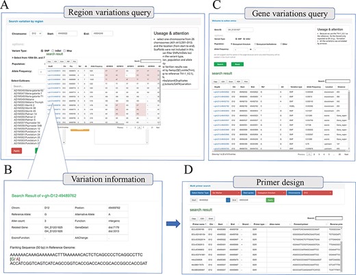 Whole genome-wide variations query interface. (A) Variation information regarding genome region (e.g. D12:49 483 522–49 504 248) among different cotton samples. (B) Detailed introduction of the mutation site (e.g. v-gh-D12-49 489 762), including location information, related genes, function prediction and flank sequence. (C) Variations query based on gene locus (e.g. GH_D12G1827); this interface will return all the mutation sites related to the gene, including upstream, downstream, UTR, exon, etc. (D) Multi-type primer design interface; users can obtain SSR primers and InDel primers based on locus.