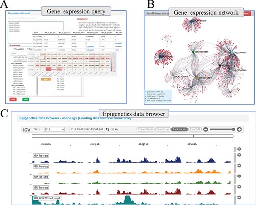 Whole genome-wide transcriptome and epigenome query interface. (A) The interface uses heatmap to show the expression levels of multi-genes in different states. (B) Co-expression relationship visualization of query genes; each dot represents a gene related to the query genes. The size of the gene is proportional to the number of related genes, and the thickness of the line is proportional to the association between the genes. (C) Gene browser for epigenetic data; users can perform operations of coloring, zooming and position jump to the data just like operating the local igv tool.