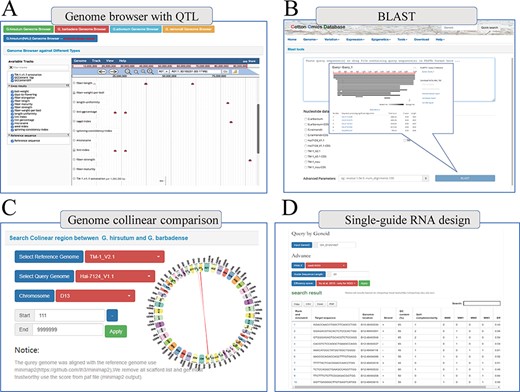 Multi-online bioinformatics tools. Genome browser for multiple cotton species. (B) Online blast tools; users can blast against multiple cotton genome databases based on nucleic acid sequence and protein sequence. (C) Genome collinear comparison query interface; the interface provided circle graphs to show the collinearity of the genome, and users can also download the table to view these collinearity segments information. (D) Single-guide RNA design tools; the interface allows users to design single-guide RNA based on gene loci or chromosome location; furthermore, we also provide a variety of scoring strategies for users to evaluate the efficiency.