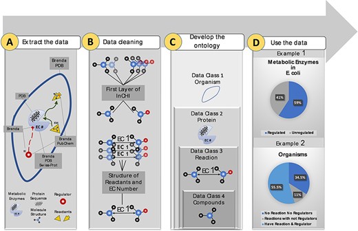 Visual abstract of the current study. Panel (A): Kinetic data scraped from BRENDA, PDB, PubChem and Swiss-Prot, each focused on separate sections of metabolism. Panel (B): Redundancy in compounds and reactions is filtered. Panel (C): Standard representation of multi-source data in hierarchical ontologies. Panel (D): The KinMod database enables extracting statistics of within- and cross-species relationships. (Example 1) 59% of enzymes in Escherichia coli have at least one known regulator, an example of the within-species relationship. (Example) 55.5% of organisms have at least one established reaction and regulator, an instance of the cross-species relationship.