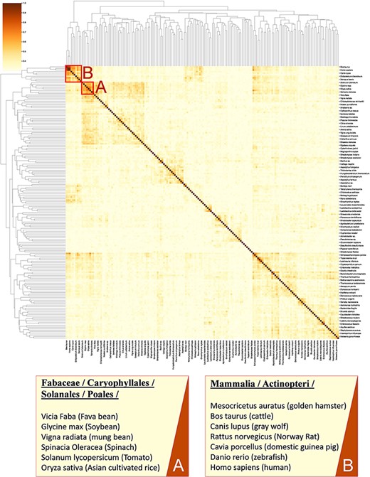 A cluster map of a random sample of 174 models based on their similarity in functional metabolism. Red box A contains species belonging to Magnoliopsida (flowering plants) class. Box B include species of class Mammalia and Actinopteri.