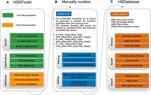 The workflow of HSDatabase. (A) Steps for using HSDFinder to collect candidate HSDs. (B) Manual curation of HSDs via filtering and adding new HSD candidates prior to being deposited into HSDatabase. (C) Steps of accessing HSD data in HSDatabase, including browsing via organism name, blasting query sequences against the database and searching through the HSD and gene copy IDs.