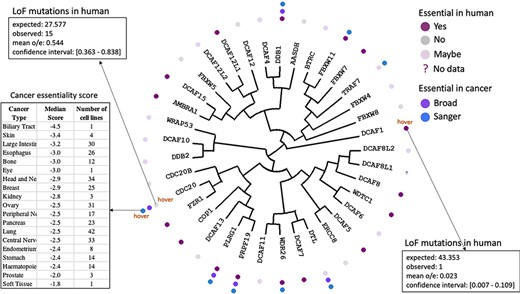 Essentiality in cancer and in healthy individuals. Cancer dependency data derived from CRISPR knockout screens at the Broad and Wellcome Sanger Institutes (20, 21) is mapped next to each protein name in the dendogram. Hovering over icons provides details on essentiality score and number of cell lines representing each cancer type. The essentiality of each gene in healthy individuals derived from observed versus expected LoF mutations (12) is also projected on the tree.