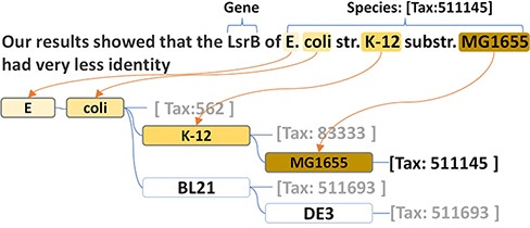 The species name prefix tree and the name recognition in the text.