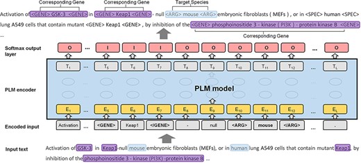 The formulated labeled sequence and the PLM model.
