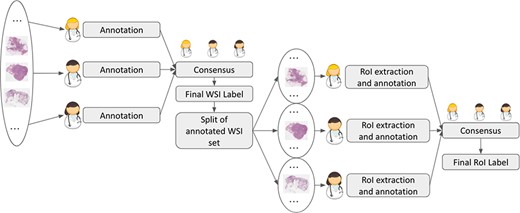 Annotation process of WSIs and ROIs.
