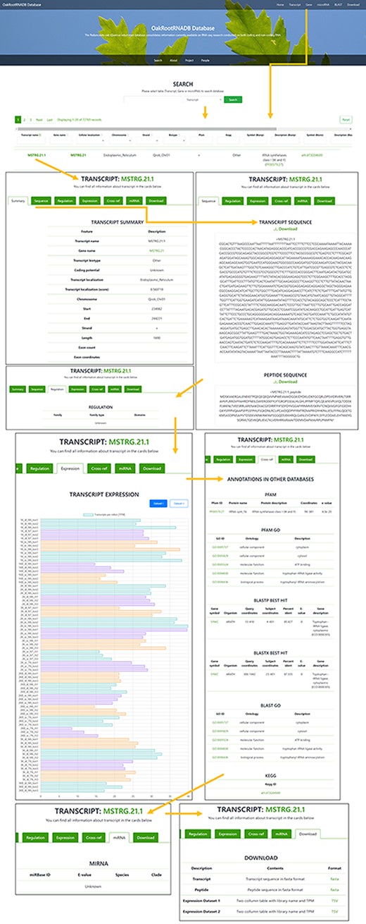 Screenshot of the information provided on the Transcript page of the OakRootRNADB.
