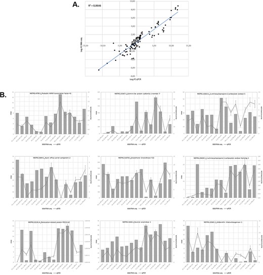 Relationship between levels of expression obtained by RNA-seq and RT-qPCR. (A) Log2 fold change in gene expression determined by plotting RNA-seq data against log2 fold change in gene expression assessed by qPCR. (B) Graphs showing similar trends in the expression levels of individual genes determined by RNA-seq and RT-qPCR analyses.
