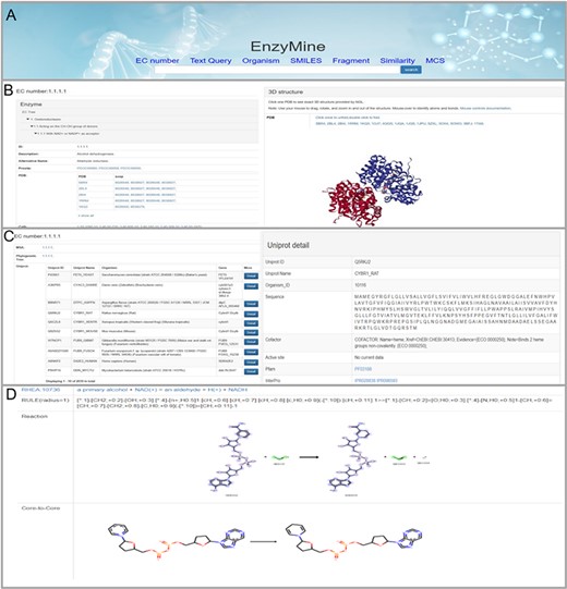 Detailed EnzyMine screenshot and search results for EC:1.1.1.1 are shown. (A) Front-end search methods based on text query and molecular searching query. (B) Basic enzyme information is listed, where EC classification, PROSITE and CATH classifications are shown on the left. Various display options related to protein 3D structures are provided by the NGL engine (27). (C) Multi-sequence alignment and phylogenetic trees related to the UniProt sequence under each the EC number are provided in a link, and single UniProt details are included by clicking the button on the right. (D) Reaction centre display, rules and core-to-core are shown. Detailed enzyme information and feature mining information are available for download.