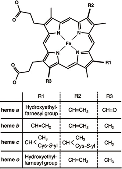Chemical structures of hemes. R1, R2 and R3 in the upper structure correspond to those in the lower table. Heme c forms covalent bonds between the ethenyl groups in heme and the thiol groups of Cys residues in its host protein.