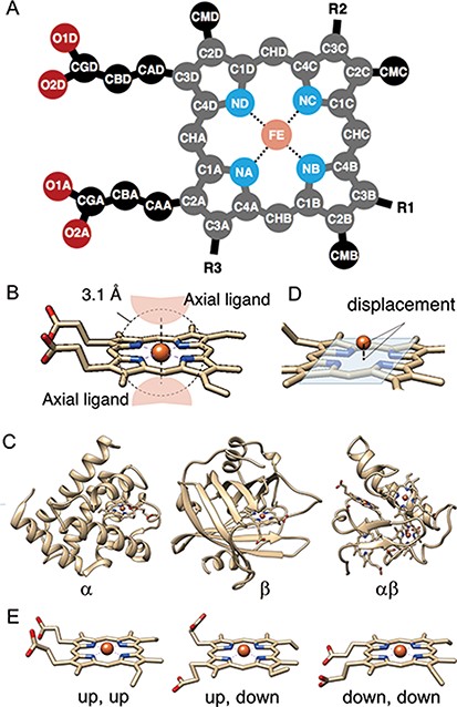 (A) The atomic nomenclature in heme. Twenty-five atoms of Fe-porphyrin (shown in lighter colors: grey, cyan and orange) represent the porphyrin skeleton. (B) Identification of the axial ligand(s) of heme. The amino acids or other small molecules within 3.1 Å of the FE atom were identified as the axial ligands. (C) Representative structures of each protein fold in CATH level C (1: α, 2: β and 3: αβ). (D) The out-of-plane displacement of the iron ion from the least square fit plane of the 4 nitrogen atoms (NA, NB, NC and ND). (E) Schematic diagrams of the orientations of the propionate sidechains.
