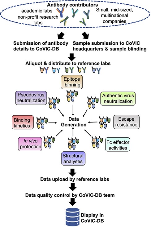 Illustration of the workflow, beginning from antibody collection, to data generation and deposition in the COVIC-DB.