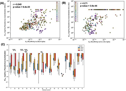 Epitope location and binding affinity together drive neutralization. (A) Spearman’s correlation between binding affinity and neutralization of pseudovirus bearing D614 spike. Data points are colored according to the epitope community to which the antibody belongs. ND: Epitope community not determined. (B) Correlation between binding affinity and neutralization of pseudovirus bearing Beta spike. (C) Epitope-wise comparison of pseudovirus neutralization of wild-type SARS-CoV-2 (D614, blue bars) and its variants Beta (red bars) and Delta (orange bars). Statistical significances were calculated using Welch’s t-test (****P < 0.0001,*** P < 0.001, **P < 0.01, *P < 0.05). Antibodies are grouped according to the epitope community, and the bars represent the mean binding affinity (note that Community 5d includes only two antibodies).