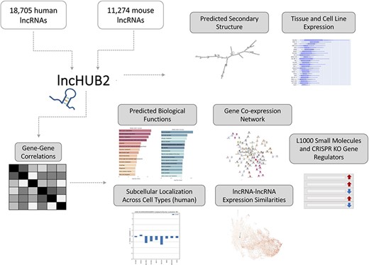 lncHUB2 Appyter and web application workflow. The lncHUB2 Appyter or web-based application takes as input 18 705 unique human and 11 274 unique mouse lncRNAs and generates a report. This report contains useful information such as the predicted secondary structure and expression levels in various tissues and cell lines. Additionally, using gene–gene correlations generated from publicly available RNA-seq data from ARCHS4, lncHUB2 provides predicted biological functions, as well as predicted small molecules and CRISPR-KO gene regulators, and gene-gene co-expression networks to explore closely related genes and lncRNAs associations based on expression similarity.