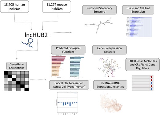 lncHUB2 Appyter and web application workflow. The lncHUB2 Appyter or web-based application takes as input 18 705 unique human and 11 274 unique mouse lncRNAs and generates a report. This report contains useful information such as the predicted secondary structure and expression levels in various tissues and cell lines. Additionally, using gene–gene correlations generated from publicly available RNA-seq data from ARCHS4, lncHUB2 provides predicted biological functions, as well as predicted small molecules and CRISPR-KO gene regulators, and gene-gene co-expression networks to explore closely related genes and lncRNAs associations based on expression similarity.