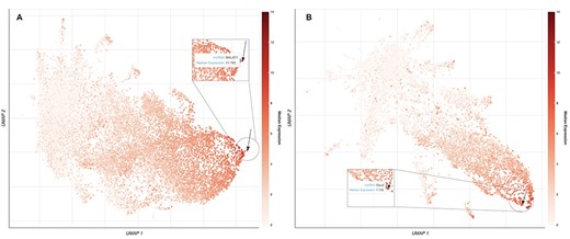 UMAP plots of 18 705 human lncRNAs and 11 274 mouse lncRNAs. (A) The lncRNAs level of intensity is by their median expression in the testis, where MALAT1 has the highest relative expression across tissues. The arrow is pointing to the location of MALAT1 on the UMAP plot. (B) lncRNAs level of intensity is by their log median expression in the peripheral nervous system, where Dleu2 has the highest relative expression across tissues. The arrow is pointing to the location of Dleu2 on the UMAP plot.