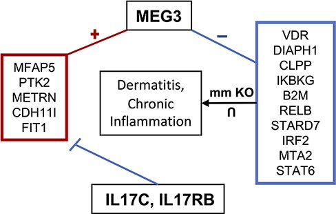 MEG3 involvement in dermatitis and chronic inflammatory response. MEG3 is co-expressed (positively correlated) with the genes contained in the left box, which are downregulated by IL17C and IL17RB. Genes in the right box represent the intersection of genes associated with dermatitis and chronic inflammation when knocked out in mice and which are negatively correlated with MEG3.