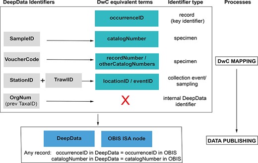 Identifier fields in DeepData, and recommended revision of usage and mapping to equivalent DwC terms. Currently, there is no unique record identifier (occurrenceID) in DeepData or a requirement to include one in the current (2022) environmental data template. This key identifier is needed for the data template, database export and within the database itself. SampleID, a specimen identifier, is currently the key identifier in DeepData and used as a proxy record identifier (although it is neither unique nor persistent) and currently mapped to occurrenceID (as recorded in the ISA DwC guidance; File S5B), but catalogNumber is in fact the equivalent DwC term. VoucherCode instead is currently mapped to catalogNumber but would be correctly mapped to recordNumber (or otherCatalogNumber). Many other non-identifier DeepData fields not shown could be better mapped to DwC terms with less ambiguity and more precision, for example ‘Morphotype’ in the template replaced with ‘taxonConceptID’ (see Recommendations: Darwin Core and usage of identifiers).