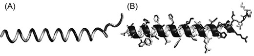 Superimposition between the original structure (black) and after PDC lossy compression (white). (A) Cα structure. (B) Full-atomic structure of Leader peptide SpeFL from E. coli (UniProt ID: P0DTV7), which is the protein with the worst Cα MAE (Cα MAE = 0.104 Å; non-Cα MAE = 0.193 Å) among all proteins in the E. coli benchmark dataset (average MAE = 0.094 and 0.167 Å for Cα and non-Cα atoms, respectively).