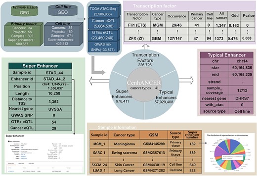 CenhANCER database structure and content. The main data include ChIP-Seq data of H3K27ac samples covering cancer primary tissues and cell line samples. ATAC-seq ACRs, cancer eQTLs, GTEx eQTLs and GWAS risk SNPs are supplementary annotation for enhancers. CenhANCER consist of four major parts, namely, sample information, super-enhancers, typical enhancers and TFs.