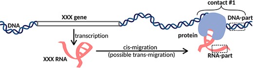XXX RNA interacts with the DNA locus and forms contact #1. In the case of one-to-all methods, we see only the DNA-parts of the contacts, while in the case of all-to-all methods, we see both DNA-parts and RNA-parts of the contacts. Cis- and trans-migration is the migration of RNA within and outside the parent chromosome, respectively.