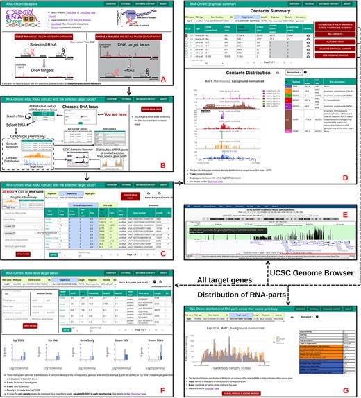 ‘From DNA’ analysis for HoxA cluster (chr6:52 015 389-52 270 886, M. musculus). The arrows reflect the workflow. A. A user chooses ‘from DNA’ analysis and B. clicks on the ‘CHOOSE A DNA LOCUS’ button, selects the organism, enters the approximate coordinates of the HoxA cluster and clicks on the ‘APPLY’ button. C. All RNAs that contact with the chosen locus are presented in the table. A user applies filters if necessary. To go to the ‘Graphical Summary’ page, the user clicks on the RNA name of interest (for example, Halr1). D. The ‘Graphic Summary’ page is divided into two blocks: ‘Contacts Summary’ and ‘Contacts Distribution’. Five buttons located to the right of the ‘Contacts Summary’ table represent five options for further work with the Halr1 contacts. E. To get more details about the locus, a user sends contact maps to the UCSC Genome Browser. F. ‘All target genes’ page displays the association of contacts with genes located at the selected locus and their upstream and downstream regions. The gene list can be filtered in different ways. From this point, a user continues the analysis in the ‘from DNA’ way. G. ‘Distribution of Halr1 RNA-parts across their source gene body’ bar chart is plotted both for all contacts and for contacts with the target locus. These distributions can be downloaded or sent to the UCSC Genome Browser for a more detailed study.