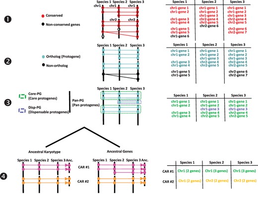 Procedure for reconstructing ancestral karyotypes. Ancestral genomes are inferred from (see the Materials and methods section) conserved genes (Step 1), orthologous relationships (Step 2), SBs (Step 3) and CARs (Step 4), to provide the best scenario explaining the transition between ancestral and modern genomes. Types of tabular files derived from each step are illustrated at the right to help readers to properly follow the procedure (described in and adapted from (20)).