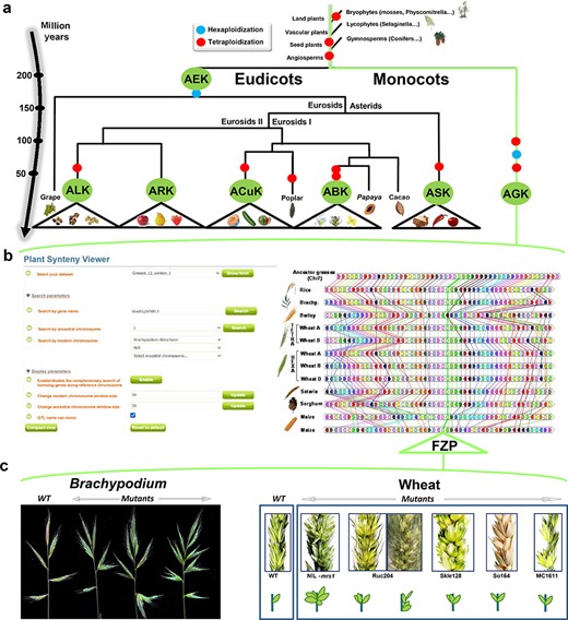 SyntenyViewer, a comparative genomics-driven translational research tool. (a) ‘Plant genome evolution from reconstructed ancestors’. The present-day angiosperm species (bottom) are represented along the evolutionary tree of the Angiosperms from founder ancestors (AGK, AEK, AcuK, ASK, ARK, ABK and ALK) of major botanical families with the time scale shown on the left (in million years). The polyploidization events that have shaped the structure of modern plant genomes during their evolution from inferred ancestors are indicated by red dots (duplication) and blue dots (triplication). (b) ‘SyntenyViewer screen capture’. SyntenyViewer tool with the setting parameters (search by gene name and ancestral or modern chromosomes) illustrated at the left and the derived comparative genomics data visualization, as detailed in the text, at the right (here for cereals). Genes are illustrated as colored boxes for each species (in lines), so that conserved genes are linked with colored lines between species. (c) ‘Synteny-based translational research of FZP gene in grasses’. FZP gene characterization in grasses with orthologs from SyntenyViewer (Panel b) and functional validation in wheat and Brachypodium (in mutants compared to wild type) in deriving similar SS phenotypes (adapted from (47)).