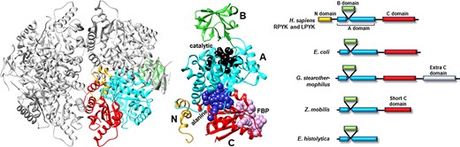 Representative PYK structures. Left: the homotetramer of hLPYK (PDB4IMA); three monomers are in gray, and the fourth is colored by a domain. Middle: the ribbon of the hLPYK monomer is colored by domains (A, B, C and N). The catalytic site is in black space-filling, the inhibitory alanine binding site is in blue space-filling and the enhancing Fru-1,6-BP binding site is in pink space-filling. Right: alternative domain structures observed throughout the PYK family. Domain colors match those of the middle panel.