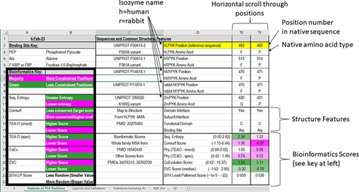 The top two sections of the ‘Features of PYK Positions’ page from PYK-SubstitutionOME. The left-most rows contain reference information and abbreviations. The top rows (1–11) contain the position numbers and wild-type amino acids for hLPYK, hRPYK, hM1PYK, rM1PYK and ZmPYK. Note that Columns A–D are locked, allowing the position columns to be scrolled. The next section’s rows (12–23) include notes on the structural locations for each position and evolutionary scores derived from the MSAs in Unit 2 (9, 17, 136). Each evolutionary score type has a different range, which is indicated in parentheses by the score names. To aid interpretation, the scores for each position are colored to show where it falls in the range, with magenta indicating stronger constraint/more prevalent pattern and green indicating less (see the legend highlighted with the black box on the left of this figure) .