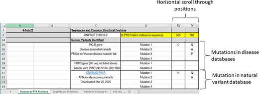 The third section of the ‘Features of PYK Positions’ worksheet in the PYK-SubstitutionOME workbook. Rows 1 and 2 are anchored to provide position reference points, as are Columns A–D. This third section contains substitutions associated with PKD and other substitutions identified in the human population; the latter are not necessarily associated with disease.