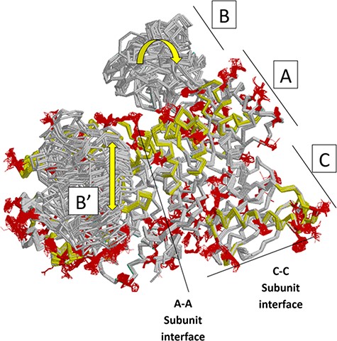 Locations of changes in the domains A and C were detected by comparing monomeric structures of rM1PYK. To highlight the many changes located at the A–A subunit interface, representative dimers were extracted and superimposed from each PDB; note that the perspective of the left-most monomer is looking down at the top of its B domain (B’). The other two monomers of the rM1PYK homotetramer are not shown. The locations of the largest backbone shifts are shown in light yellow (>3.3 Å; most >10 Å); and the locations of the largest side-chain differences are in dark red (>3.3 Å; most >10 Å). Since the entire B domains experience change (yellow arrows), they are not individually highlighted.