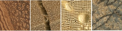 Examples of the intra-variability and anomalies that can be encountered on images of wood (end-grain surface). From left to right: (a) An example of the variability of wood anatomical features (such as axial parenchyma) on a single specimen. (b) An example of a possible anomaly on wood, a crack. (c) An example of a possible anomaly on wood, insect holes. (d) An example of a possible anomaly on wood, fungi damage. RubenDeBlaere©RMCA.