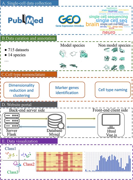 Schematic overview of scBrainMap database construction. (A) Literature search in PubMed and GEO with a list of well-defined keywords. (B) All datasets were manually curated for various species. (C) Cell-type clustering and naming were performed. (D) The database portal was built for both the front end and the back-end. (E) Convenient visual and interactive user interfaces were implemented.