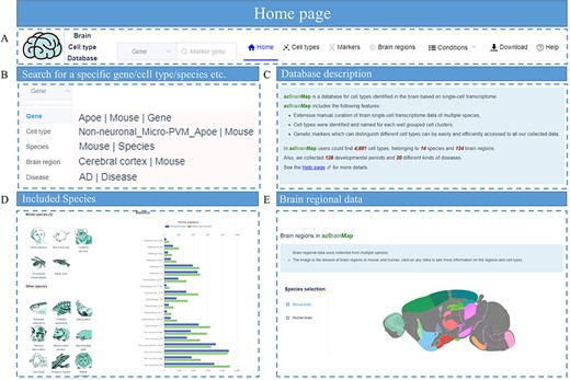 Screenshot of scBrainMap database homepage. (A) The navigation bar. (B) Live search box. (C) Database introduction. (D) Statistical plot for each species and (E) brain regions.