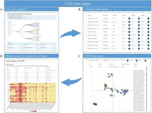 Cell types page of scBrainMap. (A) At the top of the page is a tree of major class and subclass cell types for each species. (B) The cell-type information table contains the name of the cell type, major class, cell subclass and their top marker genes. (C) An UMPA plot of single-cell clustering is displayed. (D) Heatmaps of DEG in cell types are visualized.