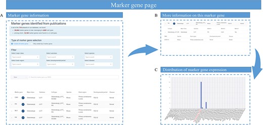 Overview of marker gene page. (A) The marker gene information table containing marker gene name, the link to National Center for Biotechnology Information website and the cell types that contain this marker gene. (B) Sample information of this marker gene, such as the species, brain region, developmental stage and disease status. (C) A bar graph showing the expression of a marker gene among different cell types.