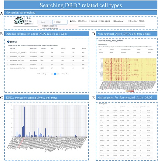Identifying DRD2-related cell types. (A) Search for DRD2 in the search box of the homepage. (B) All cell types related to DRD2 are displayed, with parameters associated with DEGs such as log2 FC and power value. (C) Bar plot shows the distribution of DRD2 expression among cell types in that specific dataset. (D) The heatmap plot for top DEG expression distribution is displayed for cell-type Non-neuronal_Astro_DRD2. (E) All the top marker genes for cell-type Non-neuronal_Astro_DRD2 are provided.