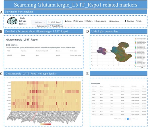 The process of searching for markers related to Glutamatergic_L5 IT_Rspo1. (A) Enter ‘Glutamatergic_L5 IT_Rspo1’ in the search box on the homepage. (B) The data related to Glutamatergic_L5 IT_Rspo1 are displayed, including parameters such as PMID, species and other conditions. (C) A heatmap displays the distribution of marker genes for Glutamatergic_L5 IT_Rspo1 among different cell types in the specific dataset. (D) The UMAP plot shows all cells in the dataset and provides annotation information on cell types. (E) All marker genes for the Glutamatergic_L5 IT_Rspo1 cell type are listed.