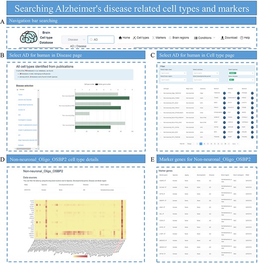 Searching for AD-related cell types and markers. (A) Enter ‘Alzheimer’s disease’ in the search box of the homepage. (B) Select AD on the Disease page to view related cell types, which are displayed with the number of identified marker genes. (C) Select species, disease and subclass conditions on the Cell type page to display all eligible cell types. (D) Display the heatmap plot for the expression distribution of top DEGs in cell-type Non-neuronal_Oligo_OSBP2. (E) Provide all marker genes for cell-type Non-neuronal_Oligo_OSBP2.