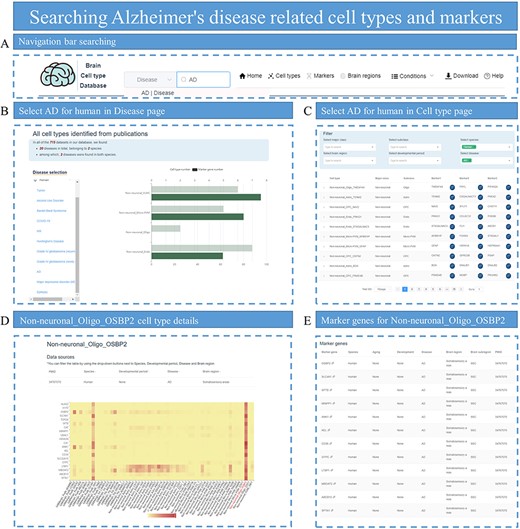 Searching for AD-related cell types and markers. (A) Enter ‘Alzheimer’s disease’ in the search box of the homepage. (B) Select AD on the Disease page to view related cell types, which are displayed with the number of identified marker genes. (C) Select species, disease and subclass conditions on the Cell type page to display all eligible cell types. (D) Display the heatmap plot for the expression distribution of top DEGs in cell-type Non-neuronal_Oligo_OSBP2. (E) Provide all marker genes for cell-type Non-neuronal_Oligo_OSBP2.